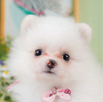ポメラニアン【神奈川県・女の子・2024年7月7日・ホワイト】の写真「🐶見学会開催💕可愛いワンちゃんが大集合💓💓」