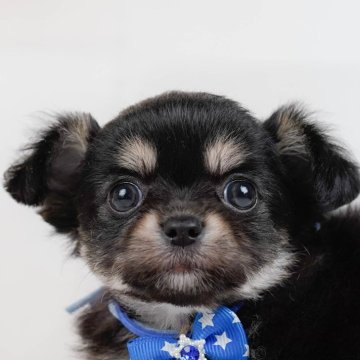 チワワ(ロング)【神奈川県・男の子・2024年4月16日・ブラックタン&ホワイト】の写真「🐶6月15日見学会開催🎉」
