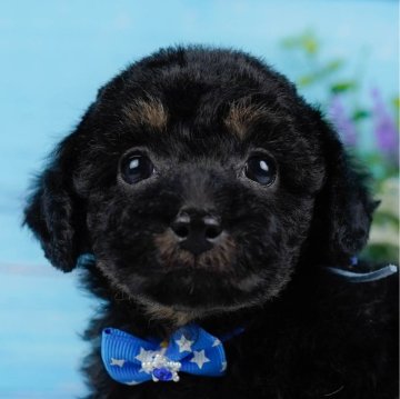 トイプードル(トイ)【神奈川県・男の子・2024年9月10日・ブラックタン】の写真「🐶見学会開催💕可愛いワンちゃんが大集合💓💓」