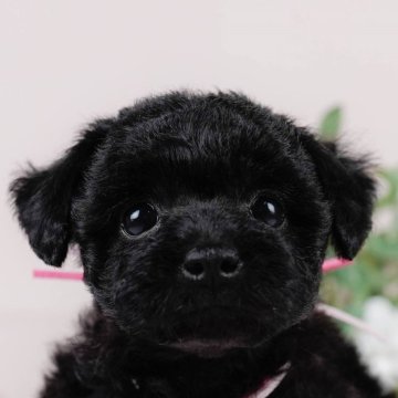 トイプードル(トイ)【神奈川県・女の子・2024年5月8日・ブラック】の写真「🐶7月20日(土)見学会開催🎉」