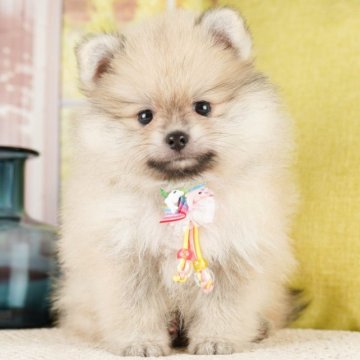 ポメラニアン【神奈川県・男の子・2023年7月10日・ウルフセーブル】の写真「とてもヤンチャな長男くん♪」