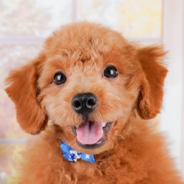 トイプードル(トイ)【神奈川県・男の子・2024年3月12日・レッド】の写真「🐶7月7日(日)見学会開催🎉」