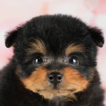 ポメプー(ポメラニアン×トイプードル)【神奈川県・男の子・2024年3月2日・ブラック&タン】の写真「🐶6月15日見学会開催🎉」