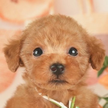 トイプードル(トイ)【神奈川県・男の子・2023年8月8日・レッド】の写真「甘え上手な癒し系ボーイ♡」