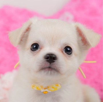 チワワ(ロング)【神奈川県・女の子・2024年8月12日・クリーム】の写真「👑評価が高いブリーダーランキング日本1位獲得👑」