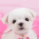 マルチーズ【神奈川県・女の子・2024年6月25日・ホワイト】の写真1「🐶複数頭の見学も可能🐶きょうだいや他のワンちゃんも見れます」