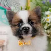 ポメラニアン【神奈川県・女の子・2024年1月21日・パーティ】の写真1「生後44日🐾20時まで受付してるワン🐾」