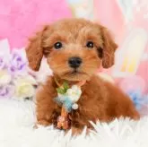 タイニープードル【神奈川県・女の子・2023年11月19日・レッド】の写真1「1/26撮影(生後68日)🐾20時まで受付してるワン🐾」
