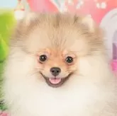 ポメラニアン【神奈川県・男の子・2023年8月2日・オレンジセーブル】の写真1「11/30撮影(生後120日)🐾20時まで受付してるワン🐾」