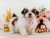 シーズー【神奈川県・女の子・2024年3月1日・ホワイト&ゴールド】の写真2「生後39日🐾20時まで受付してるワン🐾」