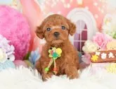 タイニープードル【神奈川県・女の子・2023年10月20日・レッド】の写真2「11/30撮影(生後41日)🐾20時まで受付してるワン🐾」