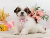 シーズー【神奈川県・女の子・2024年3月1日・ホワイト&ゴールド】の写真3「生後39日🐾20時まで受付してるワン🐾」