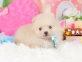 ポメラニアン【神奈川県・男の子・2023年11月9日・クリーム】の写真3「12/20撮影(生後41日)🐾20時まで受付してるワン🐾」