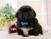 ペキニーズ【神奈川県・男の子・2024年4月1日・ブラックホワイト】の写真4「生後44日🐾20時まで受付してるワン🐾」