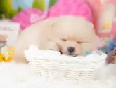 ポメラニアン【神奈川県・男の子・2023年11月9日・クリーム】の写真4「12/20撮影(生後41日)🐾20時まで受付してるワン🐾」