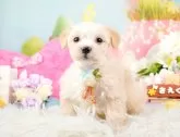 マルプー(マルチーズ×トイプードル)【神奈川県・女の子・2023年12月6日・アプリコット】の写真4「1/16撮影(生後41日)🐾20時まで受付してるワン🐾」