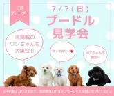 トイプードル(トイ)【神奈川県・男の子・2024年3月26日・レッド】の写真5「🐶7月7日(日)はワンちゃんの見学会を開催いたします🎉 たくさんのワンちゃんが大集合🥰」