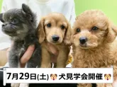 ミニチュアダックスフンド(ロング)【神奈川県・女の子・2023年5月21日・シェーデッドレッド】の写真5「🐶7月29日(土)犬見学会開催🎉素敵な出会いがあるかも！？🐶」