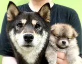 柴ポメ(柴犬×ポメラニアン)【神奈川県・女の子・2023年5月3日・胡麻】の写真5「とっても優しいお母さんとの2ショット♡」