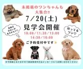 トイプードル(トイ)【神奈川県・女の子・2024年5月8日・ブラック】の写真5「🐶7月20日(土)はワンちゃんの見学会を開催いたします🎉 たくさんのワンちゃんが大集合🥰」