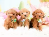 タイニープードル【神奈川県・女の子・2023年11月19日・レッド】の写真5「12/28撮影(生後39日)🐾20時まで受付してるワン🐾」