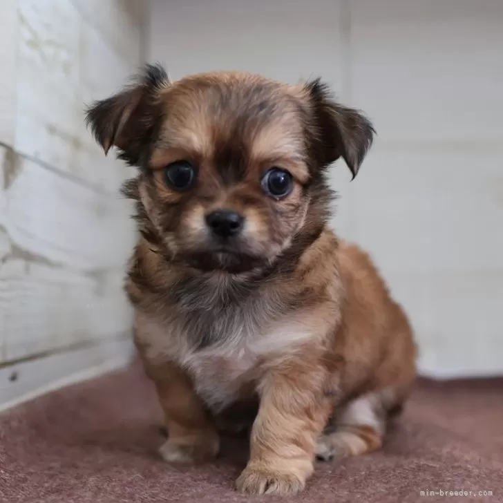 チワワ(ロング)【愛知県・女の子・2025年10月10日・レッドセーブル】の写真1