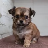 チワワ(ロング)