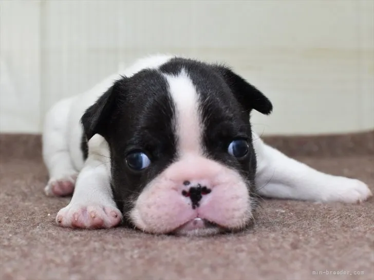 ID：2111-01349の子犬