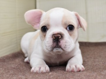フレンチブルドッグ【愛知県・女の子・2021年10月22日・ハニーパイド】の写真「★12/19（日）までの期間限定募集」