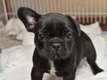 フレンチブルドッグ【愛知県・女の子・2021年3月7日・ブリンドル】の写真「ブリンドル3姉妹★4月25日（日）迄の期間限定募集」