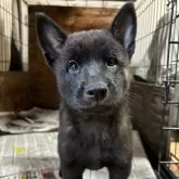 甲斐犬【千葉県・男の子・2024年9月20日・黒虎～中虎毛】の写真1「体重4㎏。もう硬いフードももりもり食べています。」