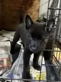 甲斐犬【千葉県・男の子・2024年9月20日・黒虎～中虎毛】の写真2「普段はおっとりしていますが、ジャンプ力がすごい。母犬の背中を飛び越えてることがあります＾＾；」