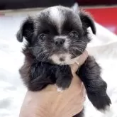 チワワ(ロング)