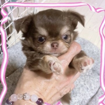 チワワ(ロング)【愛媛県・女の子・2023年3月24日・チョコタン】の写真「お鼻はブヒッ！お口はムチっと可愛いが、てんこ盛り」