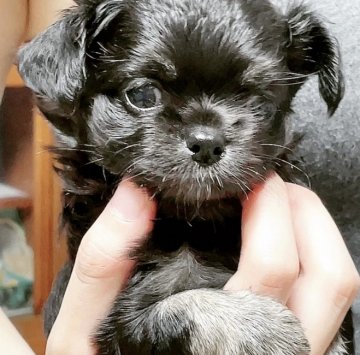 チワワ(ロング)【愛媛県・男の子・2021年8月20日・ブラックタン】の写真「タレ目の甘い僕です」