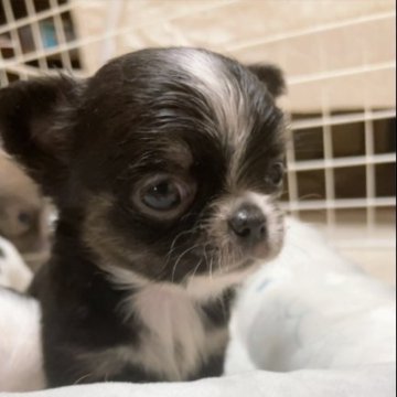 チワワ(ロング)【愛媛県・男の子・2023年6月15日・ブラックタン&ホワイト】の写真「まん丸お目めのめちゃくちゃ可愛い子」