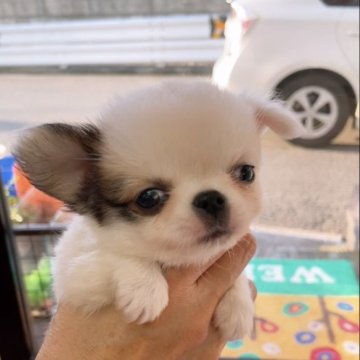 チワワ(ロング)【愛媛県・男の子・2023年3月22日・白茶パーティ】の写真「めちゃくちゃ可愛いパーティボーイです
小ぶりです」