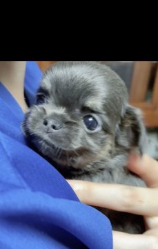 チワワ(ロング)【愛媛県・女の子・2021年5月27日・ブルー&クリーム】の写真「しっぽプリプリ 明るい元気な女の子」