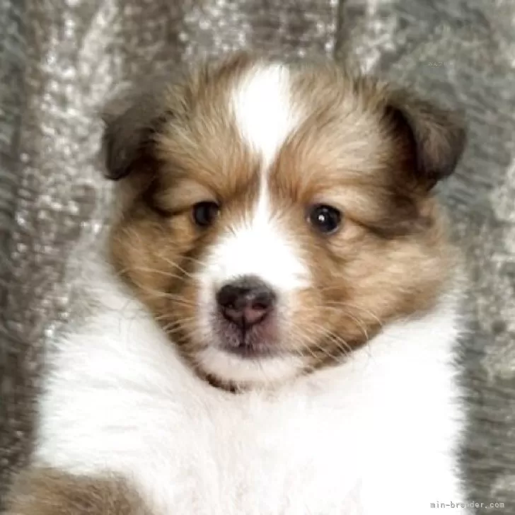 ID：2506-03622の子犬