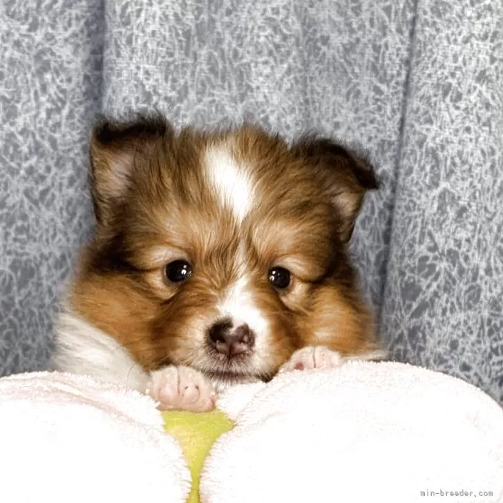 ID：2507-07267の子犬