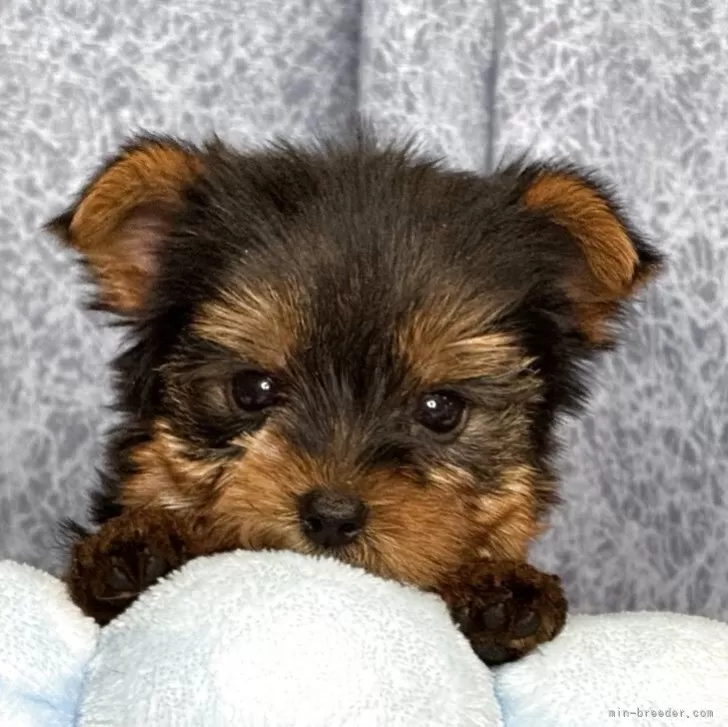 REO 様のお迎えした子犬