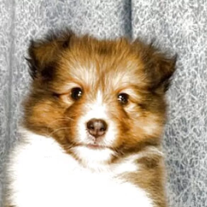ID：2506-06198の子犬