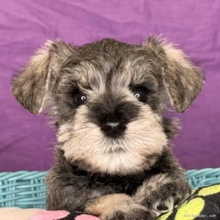 ID：2501-04849の子犬