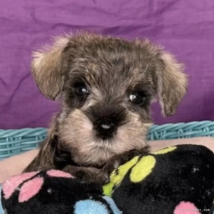 ID：2501-04852の子犬