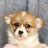 ウェルシュ・コーギー・ペンブローク