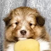 シェットランドシープドッグ