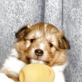 シェットランドシープドッグ