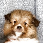 シェットランドシープドッグ