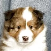 シェットランドシープドッグ