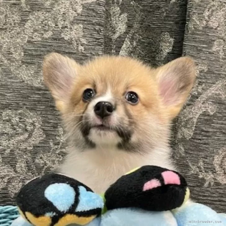 ID：2408-00499の子犬